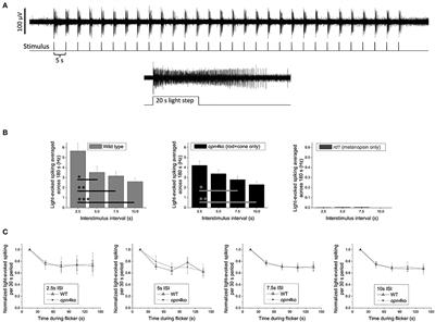 Circadian Responses to Light-Flash Exposure: Conceptualization and New Data Guiding Future Directions